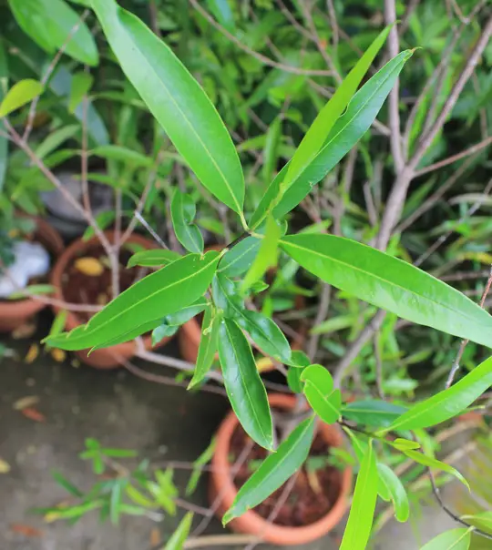 Le bois d'olive blanc est une espèce végétale endémique de l'île de la Réunion, il pousse en altitude, dans les forêts primaires notamment.